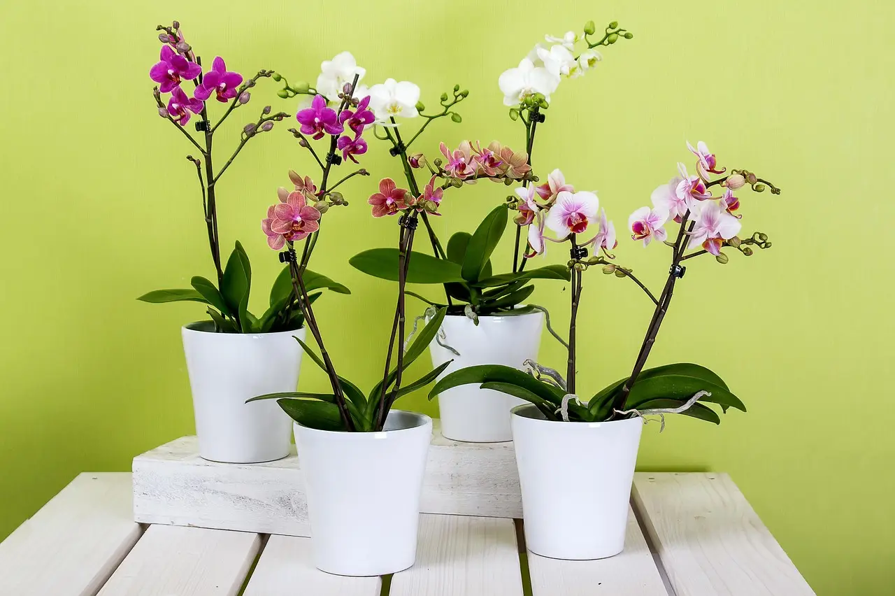 Come salvare le orchidee che stanno morendo: i consigli dei florovivaisti
