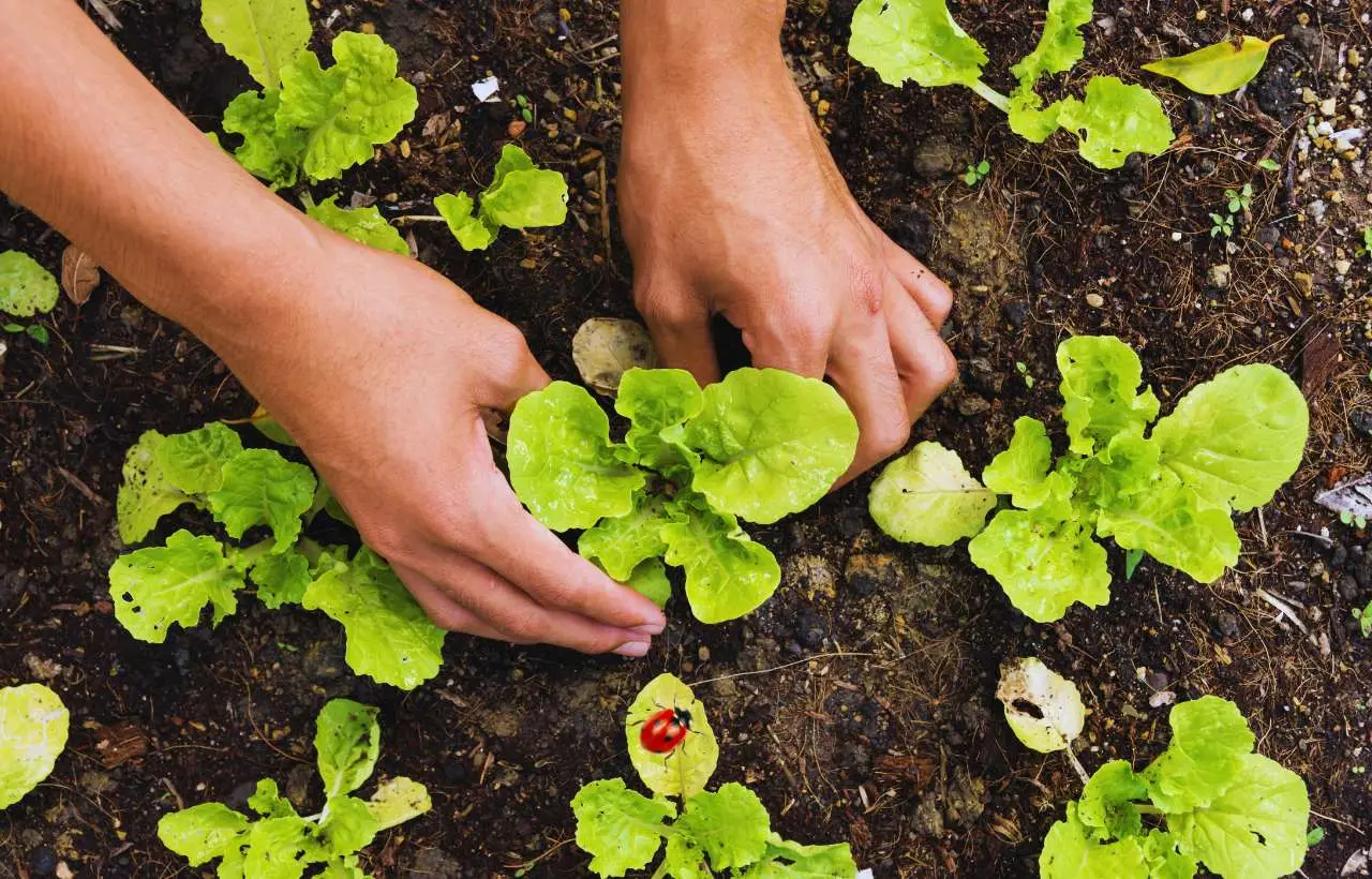 Orto di agosto: ecco cosa puoi trapiantare per una raccolta autunnale