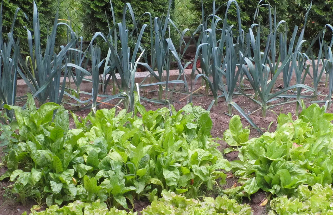 L’errore che molti commettono con l’orto: ecco cosa evitare