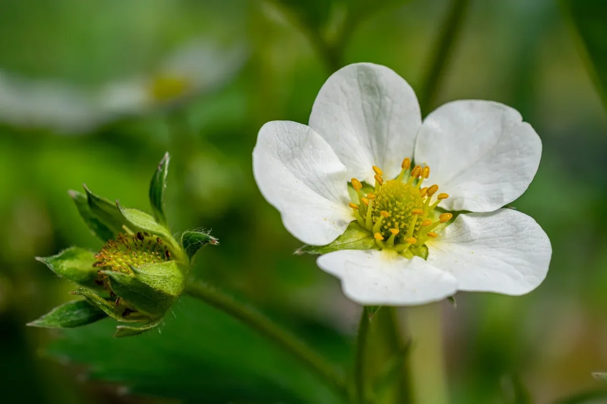 Scopri il fiore bianco dal profumo irresistibile: ecco come riconoscerlo e coltivarlo facilmente