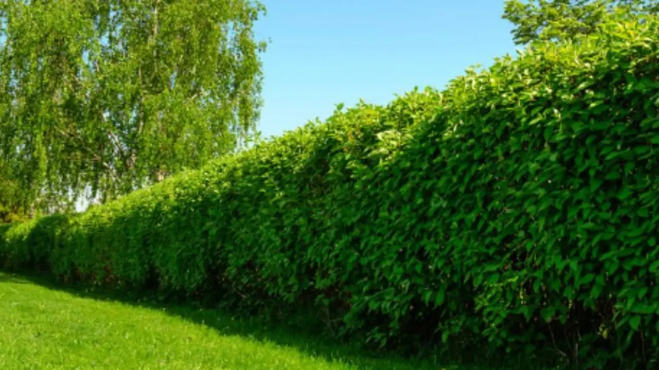 Vuoi una siepe sempreverde che resista al gelo? Ecco le varietà più forti e veloci