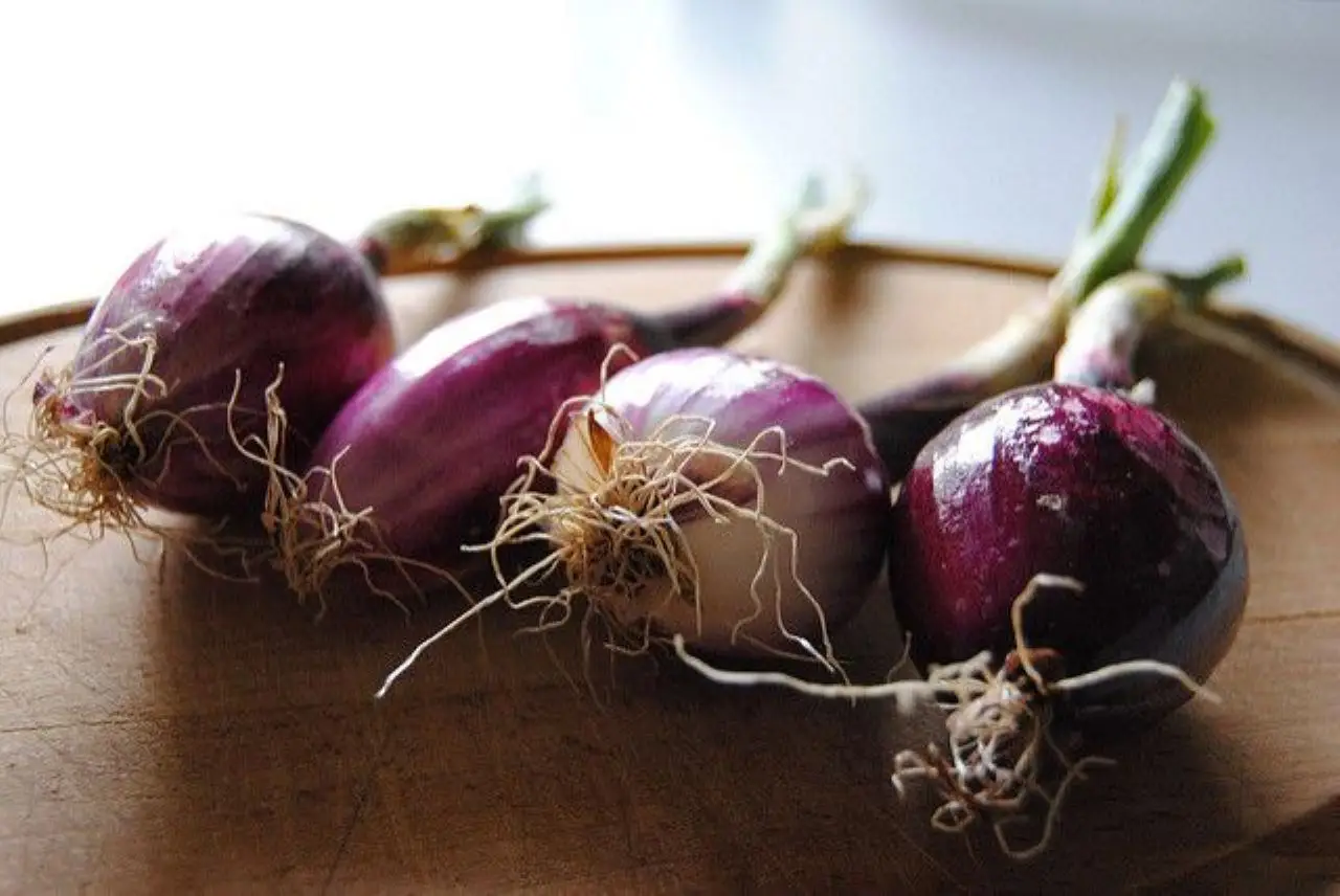 Non seminare le cipolle in questo periodo: ecco l’errore che fanno tutti e le fa marcire