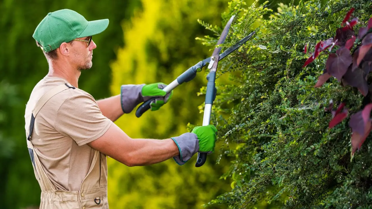 Vuoi lavorare come giardiniere? Ecco quante tasse devi davvero pagare
