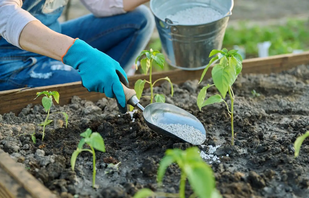 Attenzione a non bruciare il prato: ecco la dose esatta di concime per 100 metri quadri