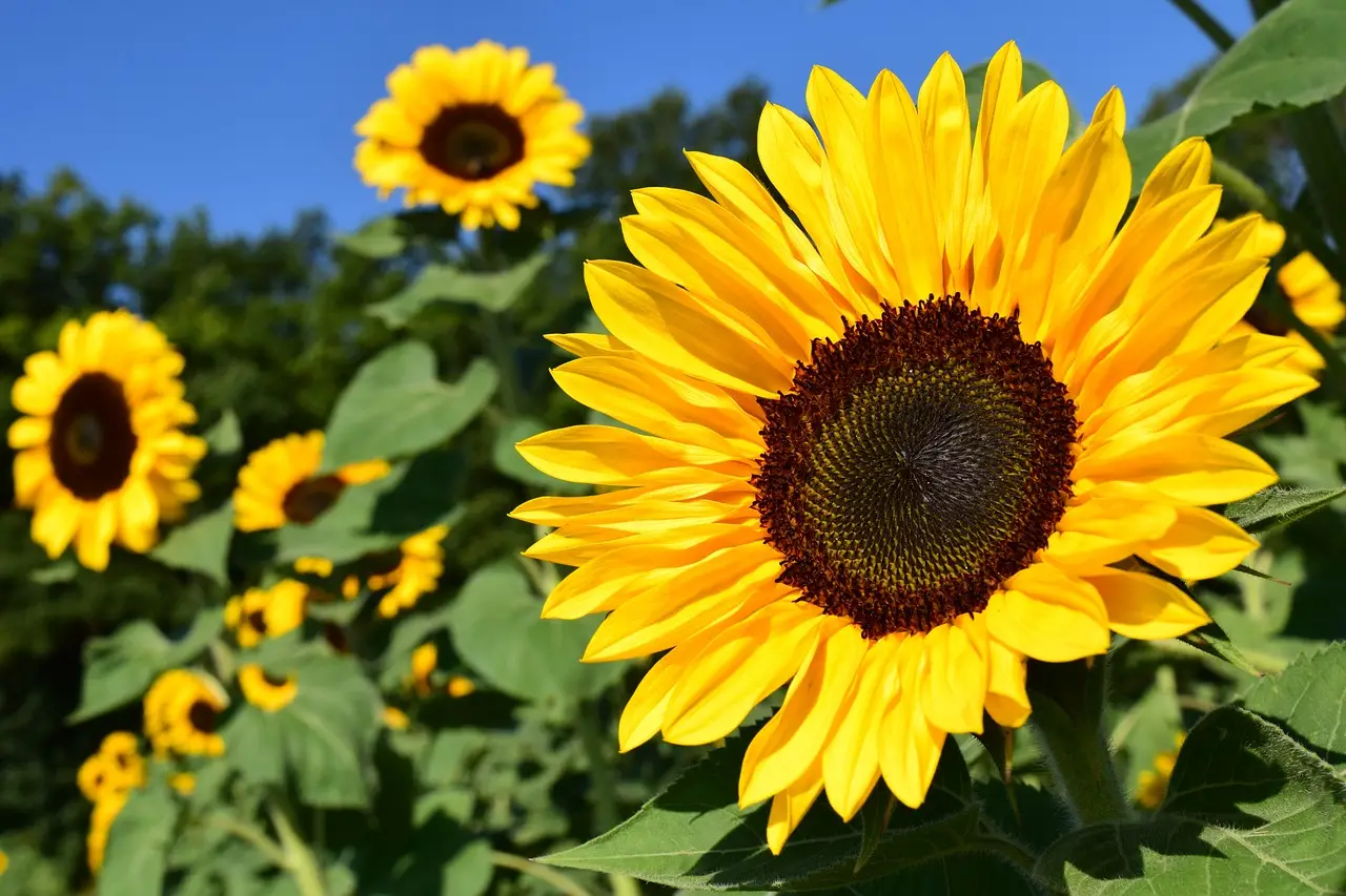 Il tuo girasole in vaso muore subito? Ecco quanto dura davvero e il trucco per salvarlo