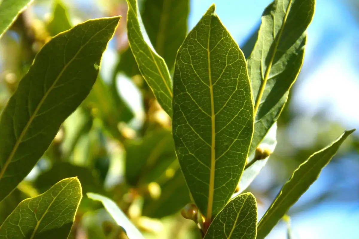 Metti le foglie di alloro sotto il cuscino: ecco cosa succede durante la notte