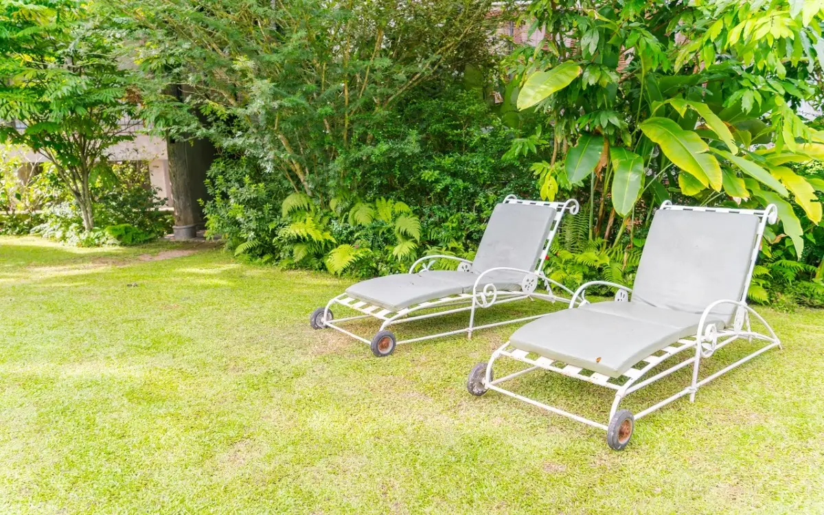 Hai poca terra in giardino o in vaso? Ecco le piante che resistono e crescono quasi senza nulla