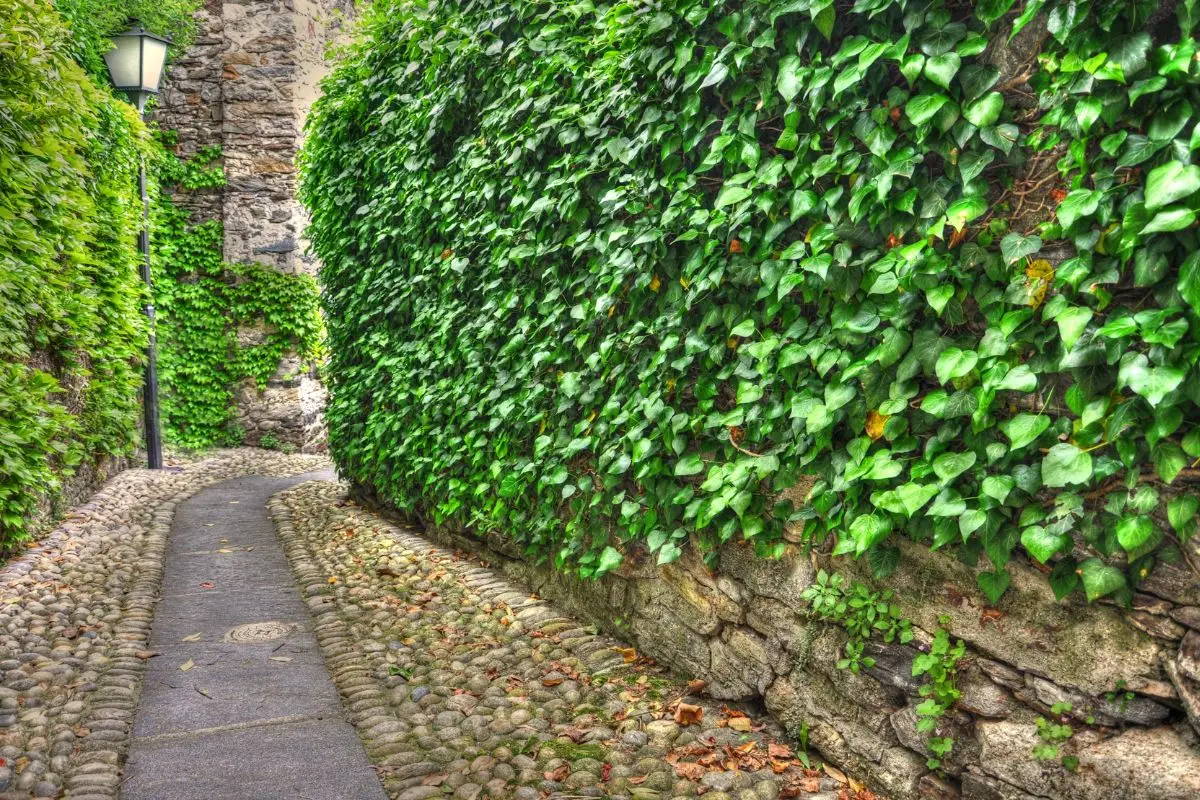 Cerchi privacy in giardino anche in inverno? Ecco la pianta rampicante indistruttibile che resiste al freddo