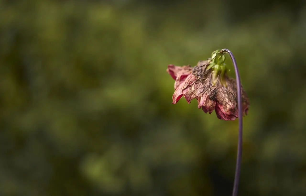 Non strappare i fiori secchi dei gerani in questo modo: ecco l’errore che blocca la fioritura