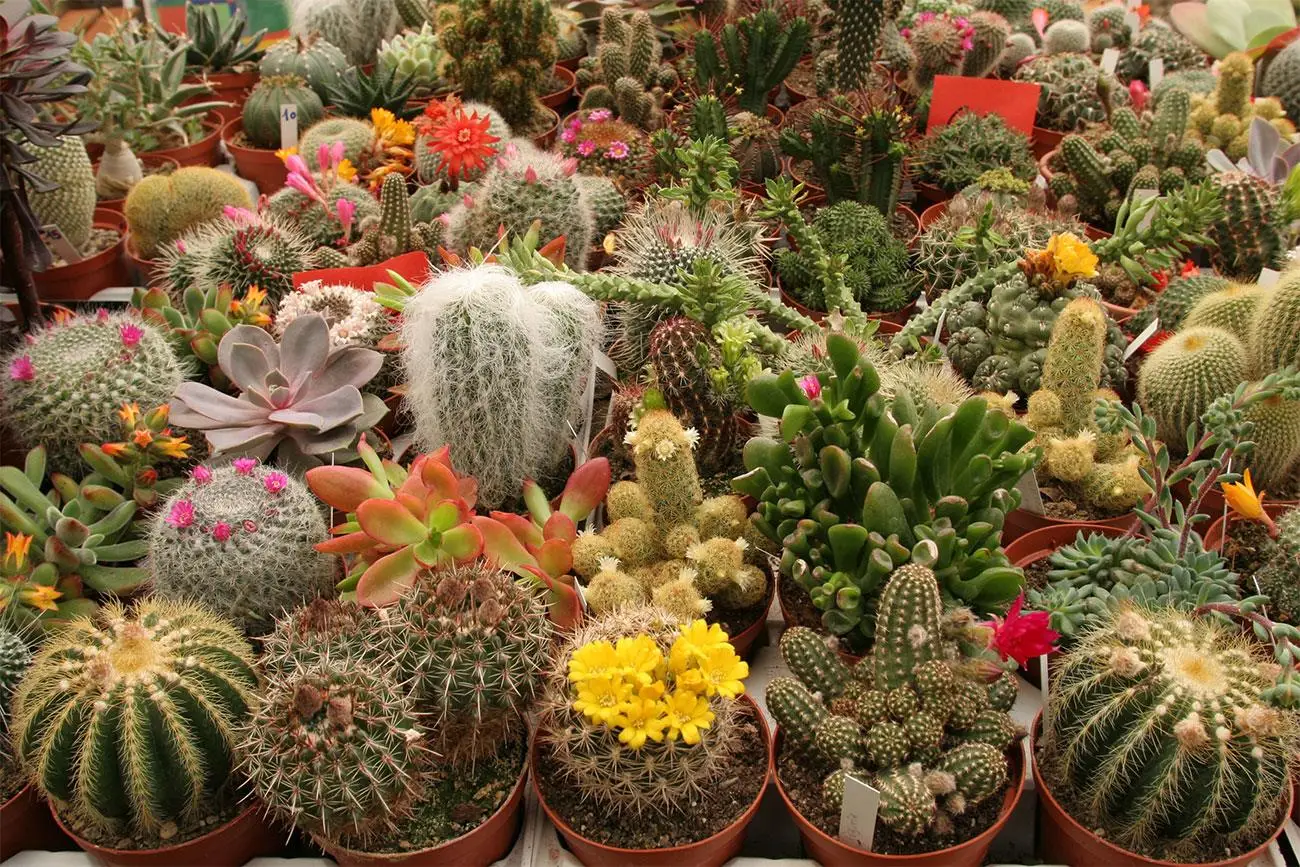 Non tutte le piante grasse fanno fiori: ecco quali scegliere per avere una fioritura spettacolare