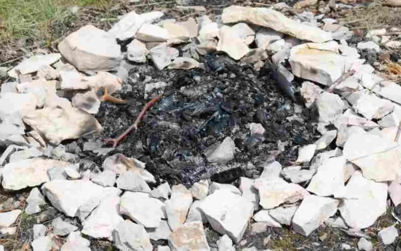 Stai bruciando le tue piante: ecco i periodi in cui è vietato farlo